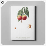 2-11_Pomona-Italiana_canvas