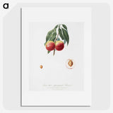 2-11_Pomona-Italiana_picture