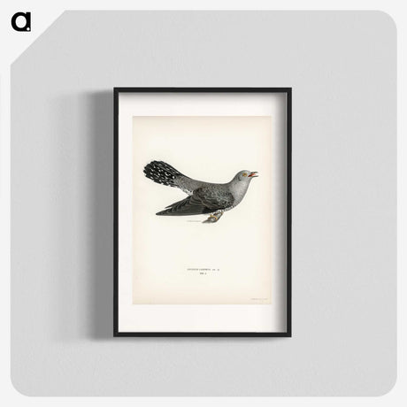 2-11_Svenska-Faglar_blk