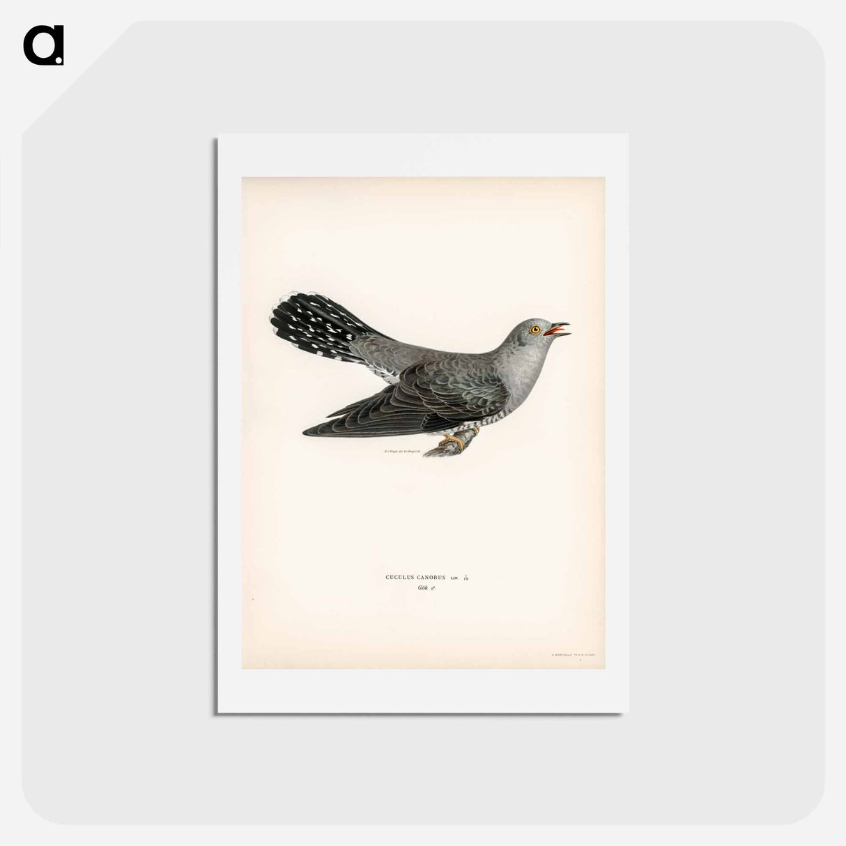 アートポストカード-Common Cuckoo
 - スヴェンスカ フォグラル Postcard.