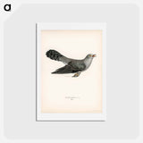 アートポストカード-Common Cuckoo
 - スヴェンスカ フォグラル Postcard.