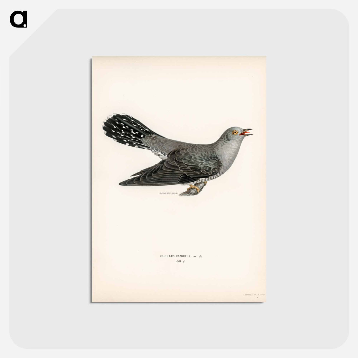 アートポストカード-Common Cuckoo
 - スヴェンスカ フォグラル Postcard.