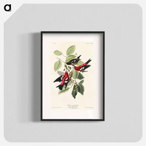 アートポスター-White-winged Crossbill from Birds of America
 - アメリカの鳥たち Poster.