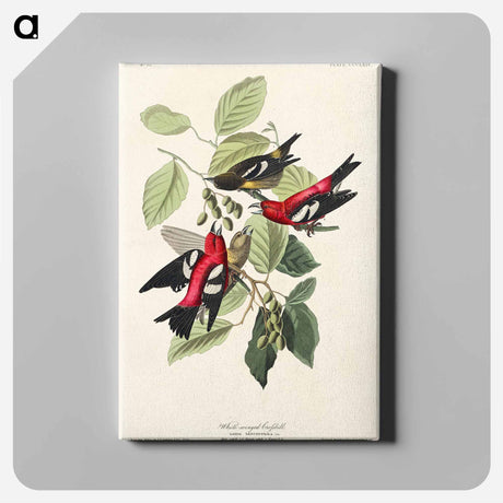 アートパネル-White-winged Crossbill from Birds of America
 - アメリカの鳥たち Canvas.