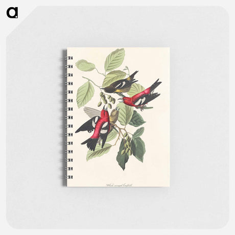 アートメモ帳-White-winged Crossbill from Birds of America
 - アメリカの鳥たち Memo.