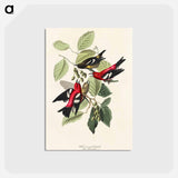 アートポストカード-White-winged Crossbill from Birds of America
 - アメリカの鳥たち Postcard.