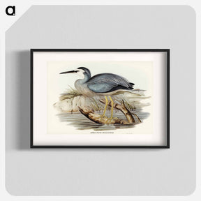 アートポスター-White-fronted Heron
 - オーストラリアの鳥 Poster.