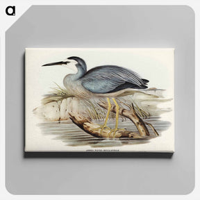 アートパネル-White-fronted Heron
 - オーストラリアの鳥 Canvas.