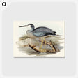 アートポストカード-White-fronted Heron
 - オーストラリアの鳥 Postcard.