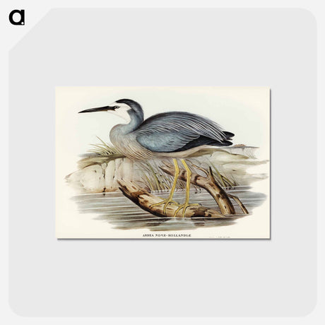アートポストカード-White-fronted Heron
 - オーストラリアの鳥 Postcard.