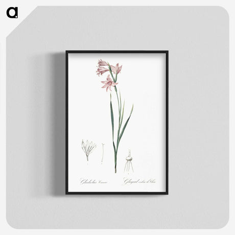 2-11_The-Lilies_blk-crop