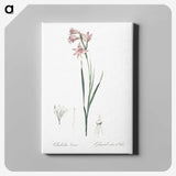 2-11_The-Lilies_canvas