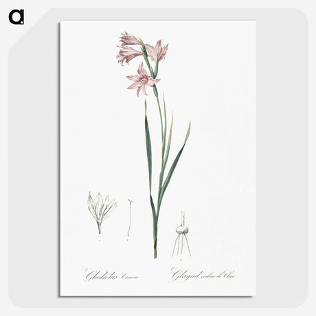 2-11_The-Lilies_picture-crop