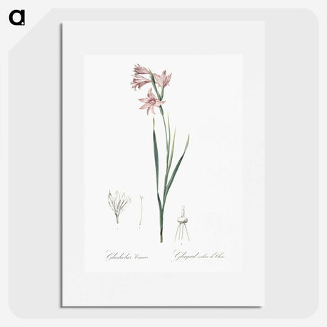 2-11_The-Lilies_picture