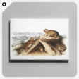 2-11_The-Viviparous-Quadrupeds_canvas