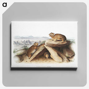 2-11_The-Viviparous-Quadrupeds_canvas