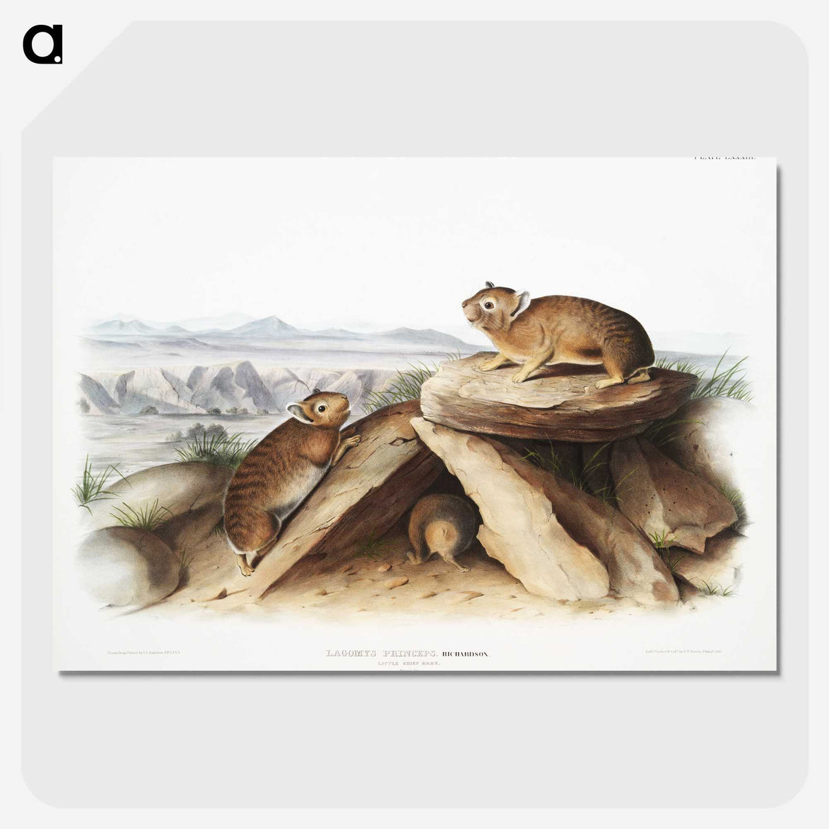 2-11_The-Viviparous-Quadrupeds_picture-crop