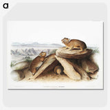 2-11_The-Viviparous-Quadrupeds_picture-crop