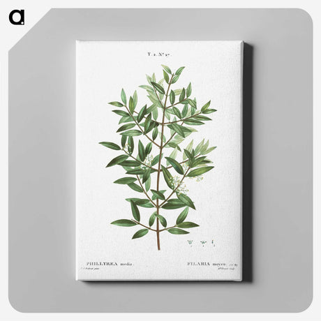 2-11_Treatise-on-Trees-and-Shrubs_canvas