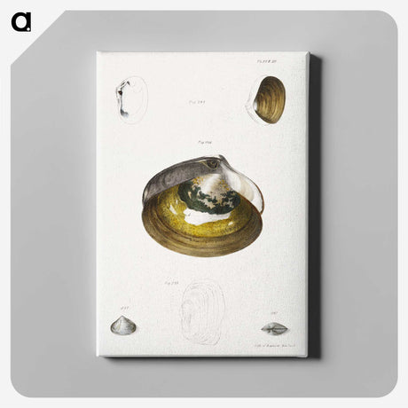 2-11_Zoology-of-New-York_canvas