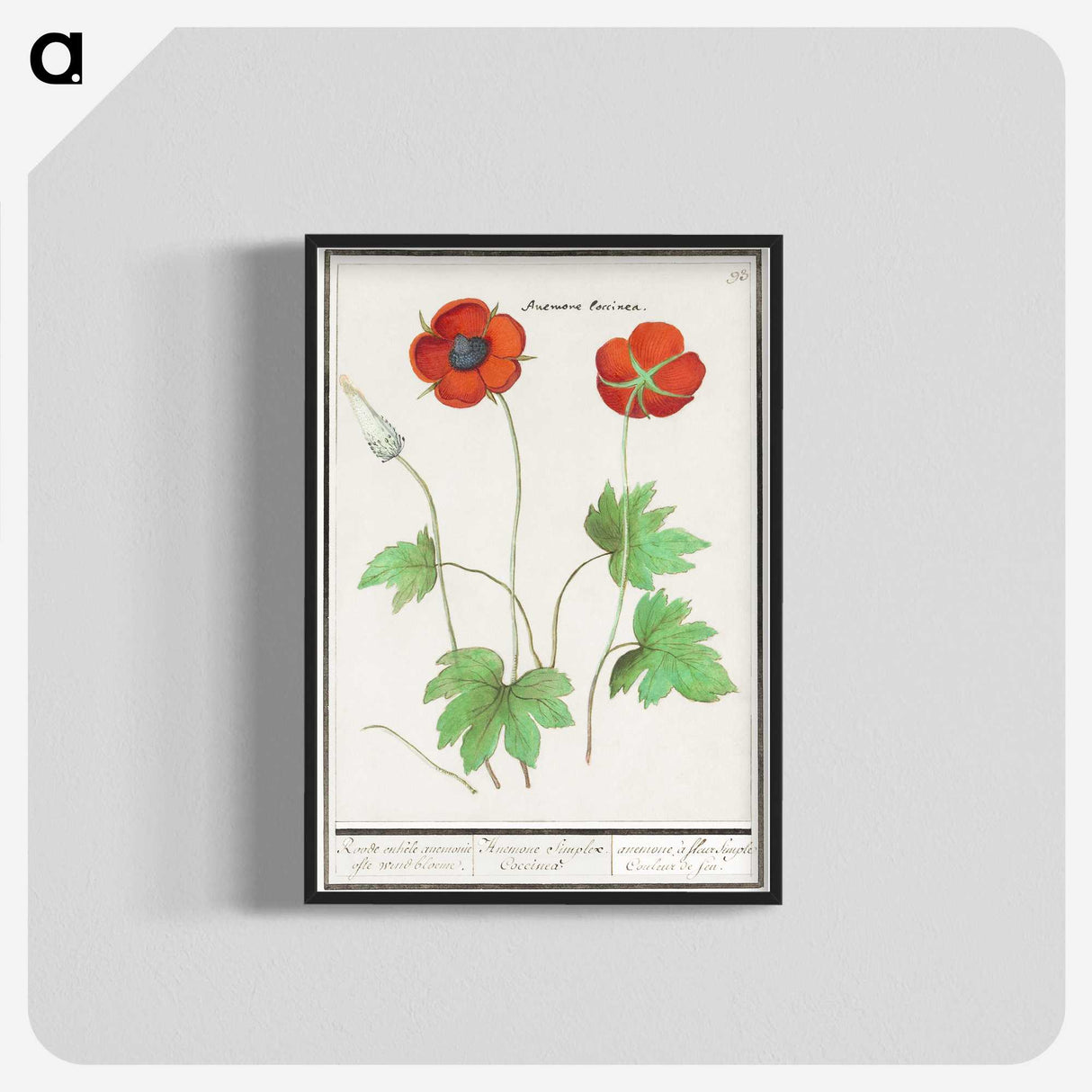 2-12_Anselmus-Boetius-de-Boodt_blk-crop