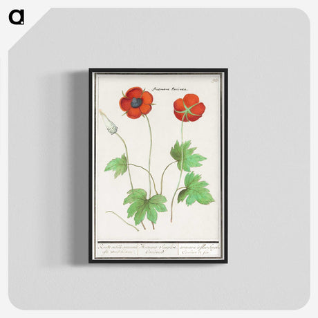2-12_Anselmus-Boetius-de-Boodt_blk-crop