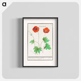 Anemone, Anemone - アンセルムス ボエティウス デ ブート Poster.