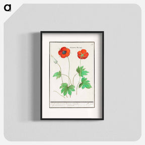 アートポスター-Anemone, Anemone - アンセルムス ボエティウス デ ブート Poster.