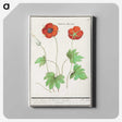 2-12_Anselmus-Boetius-de-Boodt_canvas