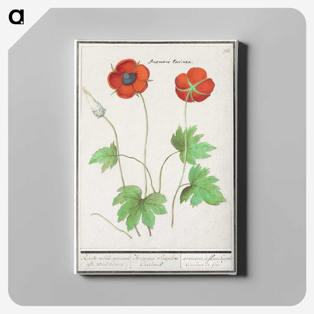 2-12_Anselmus-Boetius-de-Boodt_canvas
