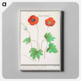 Anemone, Anemone - アンセルムス ボエティウス デ ブート Canvas.