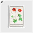アートポストカード-Anemone, Anemone - アンセルムス ボエティウス デ ブート Postcard.