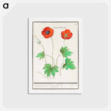 アートポストカード-Anemone, Anemone - アンセルムス ボエティウス デ ブート Postcard.