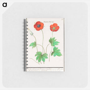アートメモ帳-Anemone, Anemone - アンセルムス ボエティウス デ ブート Memo.
