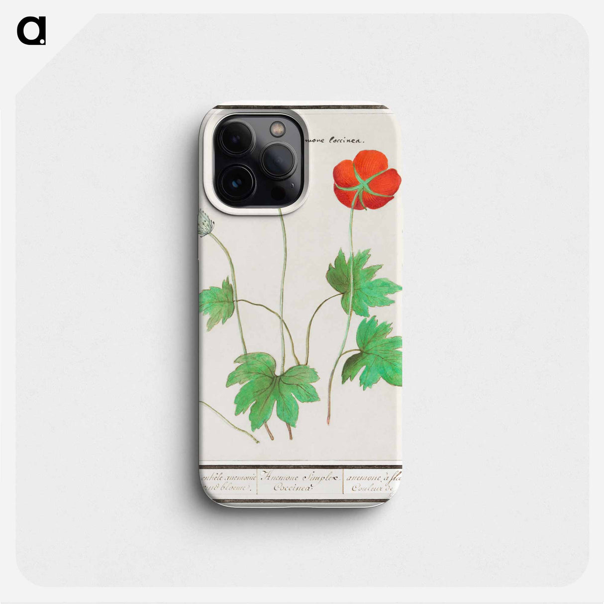 Anemone, Anemone - アンセルムス ボエティウス デ ブート Phone Case.