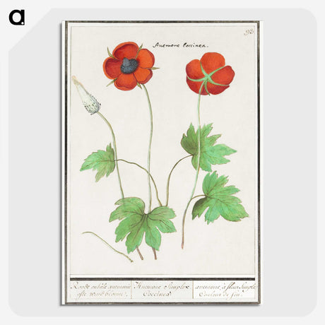 2-12_Anselmus-Boetius-de-Boodt_picture-crop