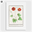 2-12_Anselmus-Boetius-de-Boodt_picture