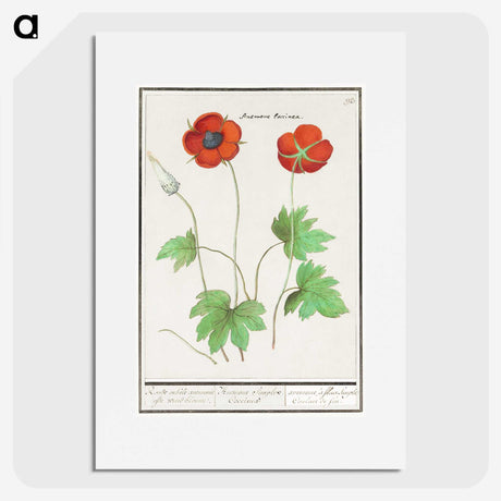 2-12_Anselmus-Boetius-de-Boodt_picture