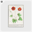 2-12_Anselmus-Boetius-de-Boodt_postcard