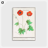 アートポストカード-Anemone, Anemone - アンセルムス ボエティウス デ ブート Postcard.