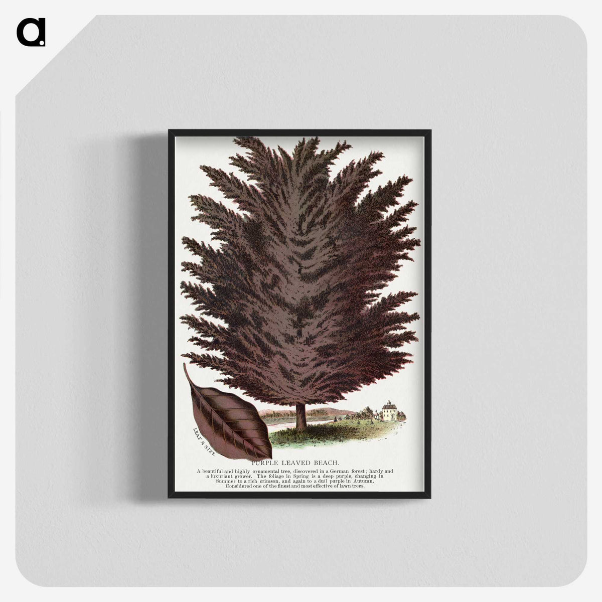 2-12_Botanical-Specimen-Plates_blk-crop
