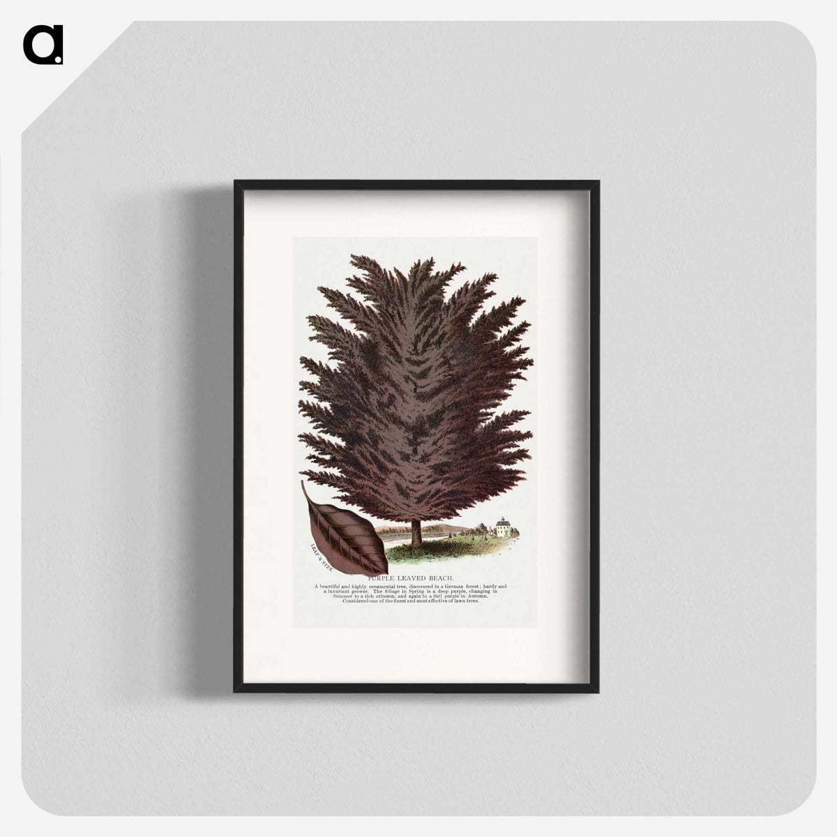 2-12_Botanical-Specimen-Plates_blk
