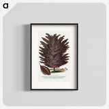 2-12_Botanical-Specimen-Plates_blk