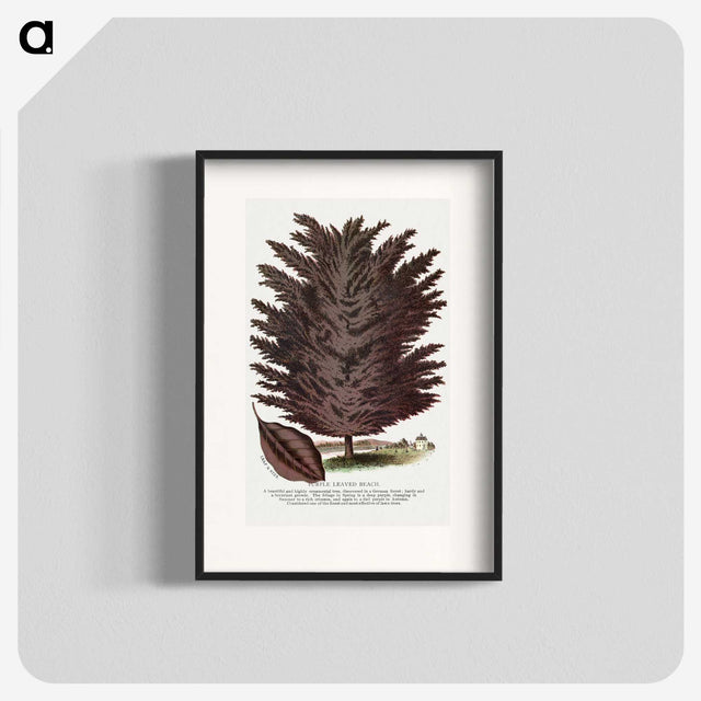 2-12_Botanical-Specimen-Plates_blk