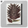2-12_Botanical-Specimen-Plates_canvas