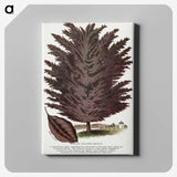 2-12_Botanical-Specimen-Plates_canvas