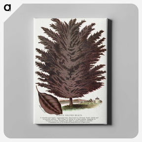 2-12_Botanical-Specimen-Plates_canvas