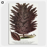 2-12_Botanical-Specimen-Plates_picture-crop