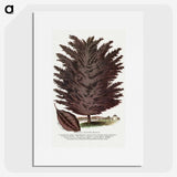 2-12_Botanical-Specimen-Plates_picture