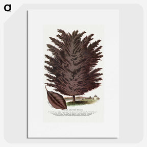 2-12_Botanical-Specimen-Plates_picture